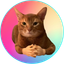 Cat wif Hands